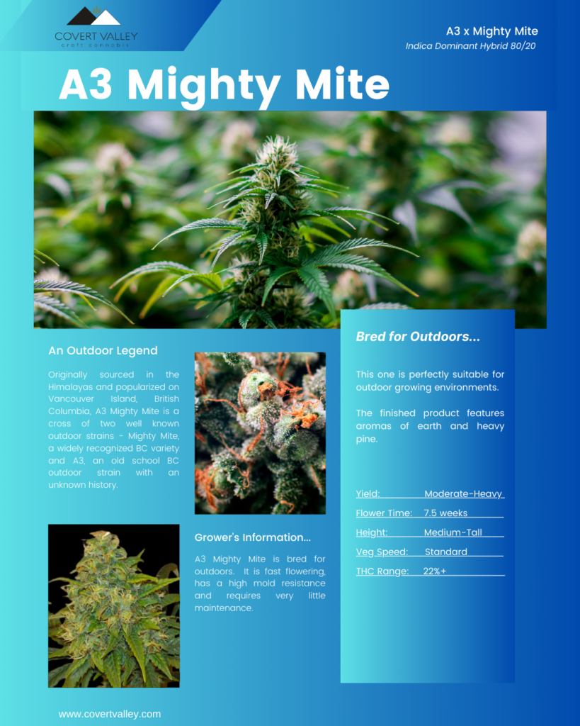 Buy Cannabis Clones Vancouver