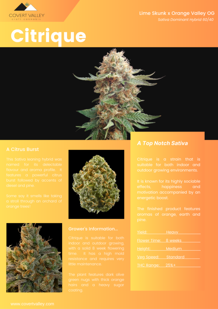 Buy Cannabis Clones Vancouver