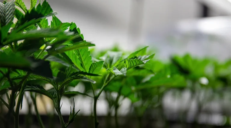Growing Cannabis Clones