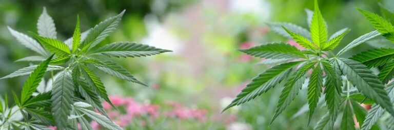 Buy Cannabis Clones Vancouver