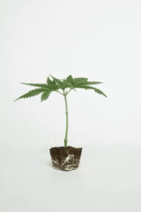 cannabis clone