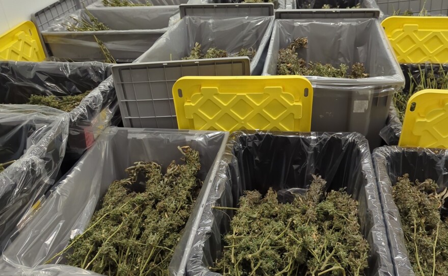 curing cannabis