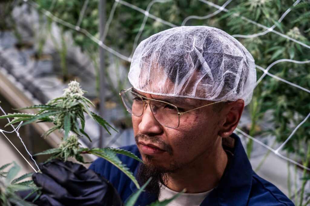 All Nations Cannabis