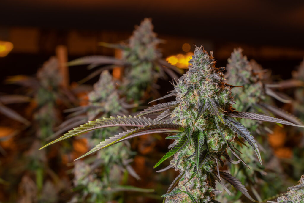 All Nations Cannabis
