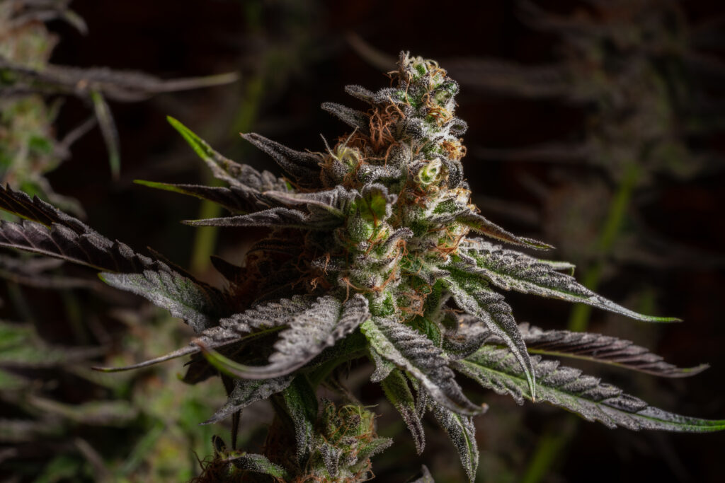All Nations Cannabis