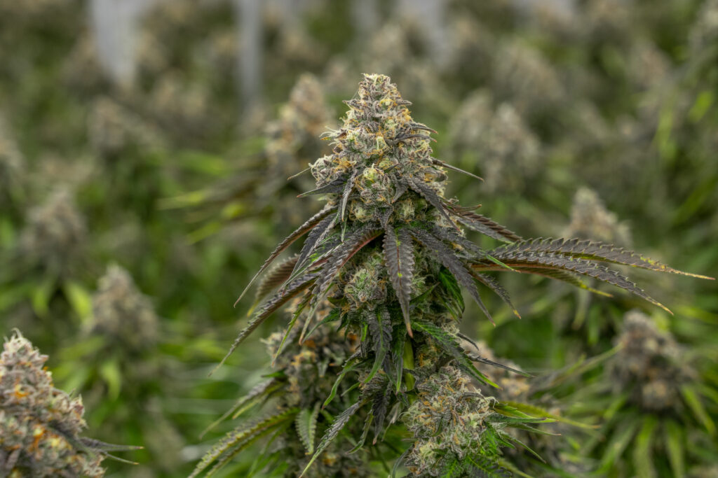 All Nations Cannabis